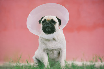 Pug dog while wearing Elizabethan collar in the shape of a cone for protection .