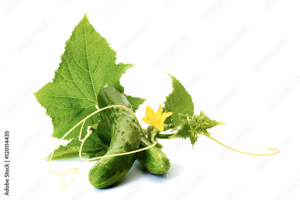 Wall mural Cucumbers with leaves on white.