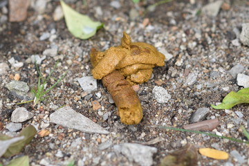 dog feces