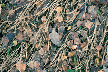 Dry Leaf On Ground