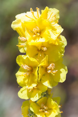 Verbascum densiflorum, the denseflower mullein or dense-flowered mullein