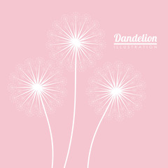 White dandelion icon. Summer seed plant and flower theme. Colorful design. Pink background. Vector illustration