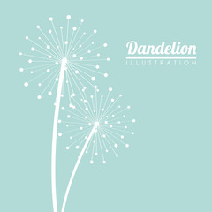 White dandelion icon. Summer seed plant and flower theme. Colorful design. Blue background. Vector illustration