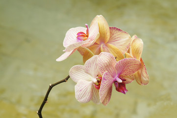 Pink and yellow pastel orchid branch 