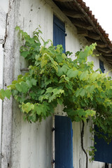 Fototapeta na wymiar vigne - éco musée de Marquèze (sabres)