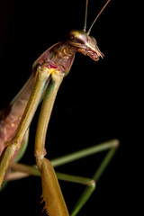 Chinese Praying Mantis