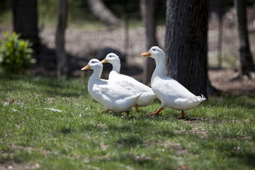 Three Ducks