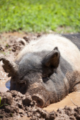 Fototapeta premium Sleepy Pig