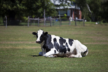 Resting Cow