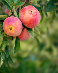 Apple tree with fruits