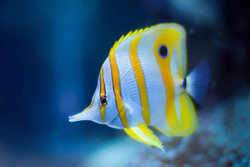 Fototapeta premium Tropical Fish