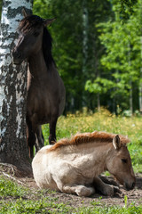 Horse with stallion