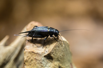 Two-spotted cricket