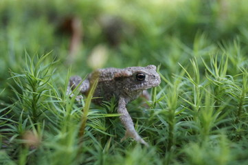 Obraz premium Kleiner Frosch im Moos 