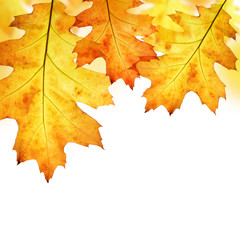 Autumn leaves of oak tree isolated on white background