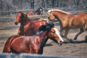 Running Horses