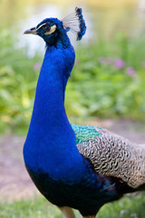 Fototapeta premium Peacock