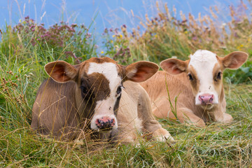 Baby cows on a mountain pasture looking at the camera