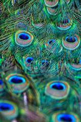 Fototapeta premium Peacock Detail