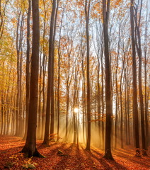 Obraz premium Red and colorful autumn colors in the beech forest 