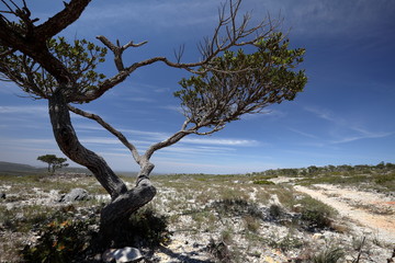 Die Caatinga Landschaft in Nordost Brasilien