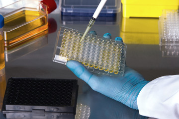 technician working in the laboratory pipetting samples in microplates multichannel in the sterile...