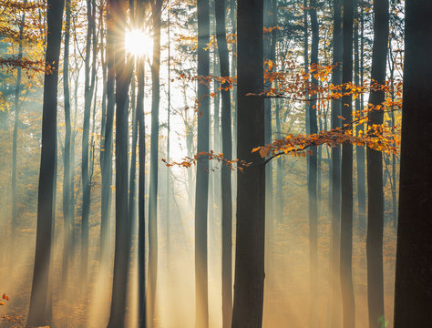 Fototapeta Red and colorful autumn colors in the beech forest  
