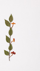 Dried leaves with flower