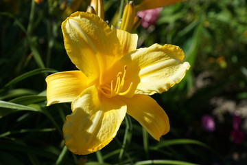 fleur jaune dans la promenade fleurie - Mimizan