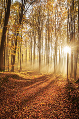 Red and colorful autumn colors in the beech forest
