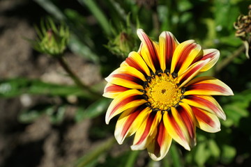 fleur jaune et pourpre dans la promenade fleurie - Mimizan