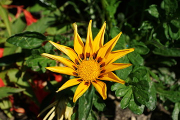 fleur jaune dans la promenade fleurie - Mimizan