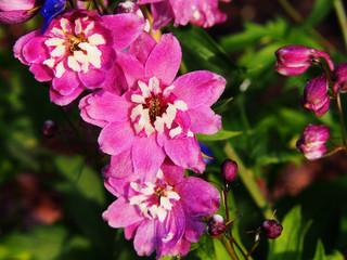 Delphinium (larkspur) 'Magic Fountain Pink' closeup 