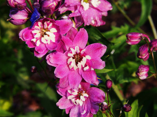 Delphinium (larkspur) 'Magic Fountain Pink' closeup 