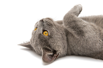 British gray cat
