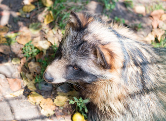 Animal raccoon closeup in the autumn