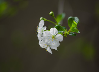 cherry flowers