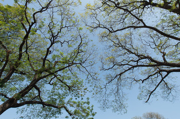 branches of a tree against blue sky close up