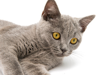 British gray cat