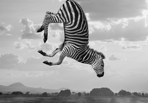 Hakuna Matata Zebras Composite
