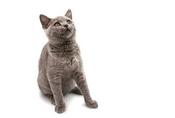 British gray cat