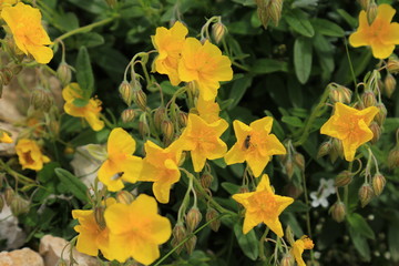 Helianthemum Sonnenröschen
