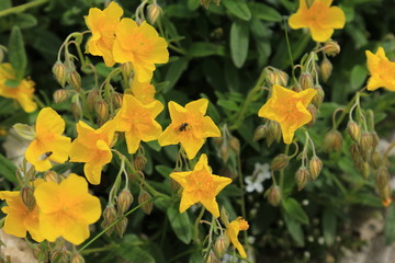 Helianthemum Sonnenröschen