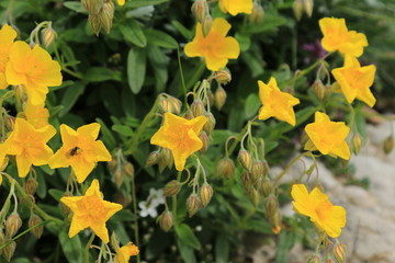 Helianthemum Sonnenröschen