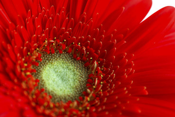 Red gerbera flower closeup