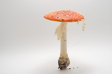 The mushroom (Amanita muscaria) on a white background.