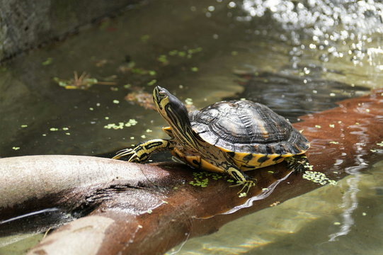 Ż&oacute;łw czerwonolicy