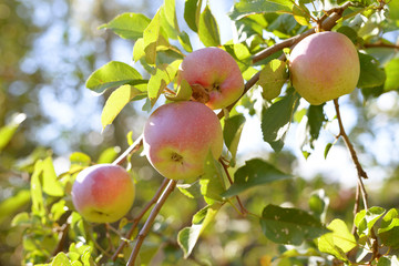 Ripe red,green and yellow apples with leaves on apple tree branch