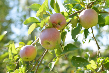 Ripe red,green and yellow apples with leaves on apple tree branch
