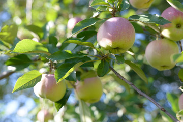 Ripe red,green and yellow apples with leaves on apple tree branch